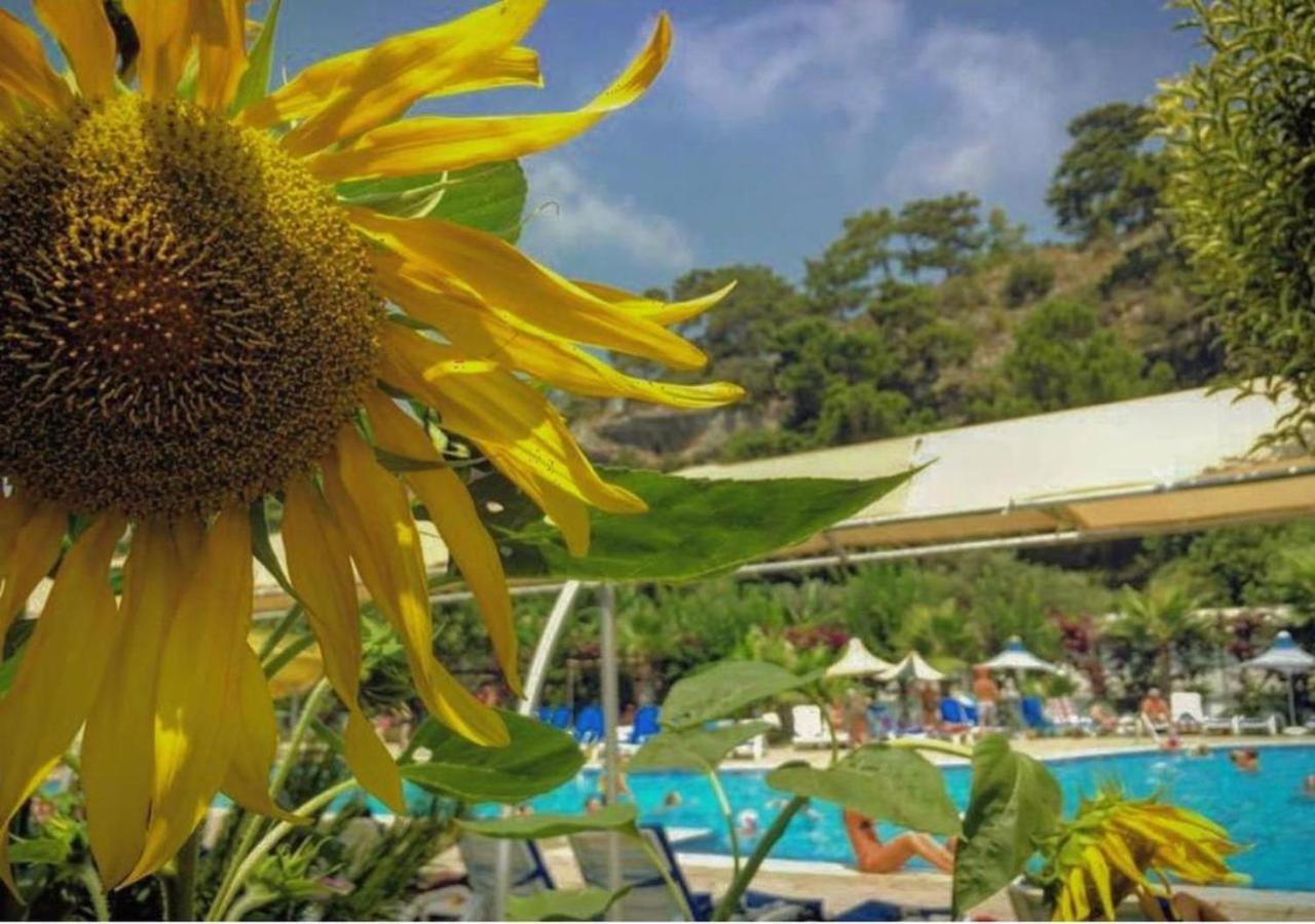 Golden Sunset Hotel&Spa كمر المظهر الخارجي الصورة A view of the pool at the hotel